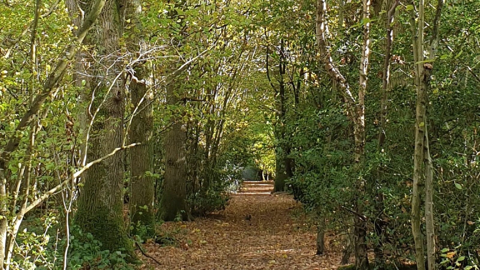 A path through woodland in Haywards Heath