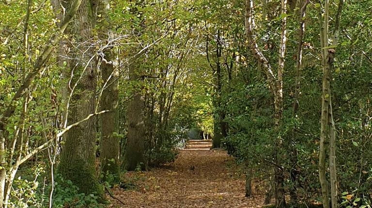 A path through woodland in Haywards Heath
